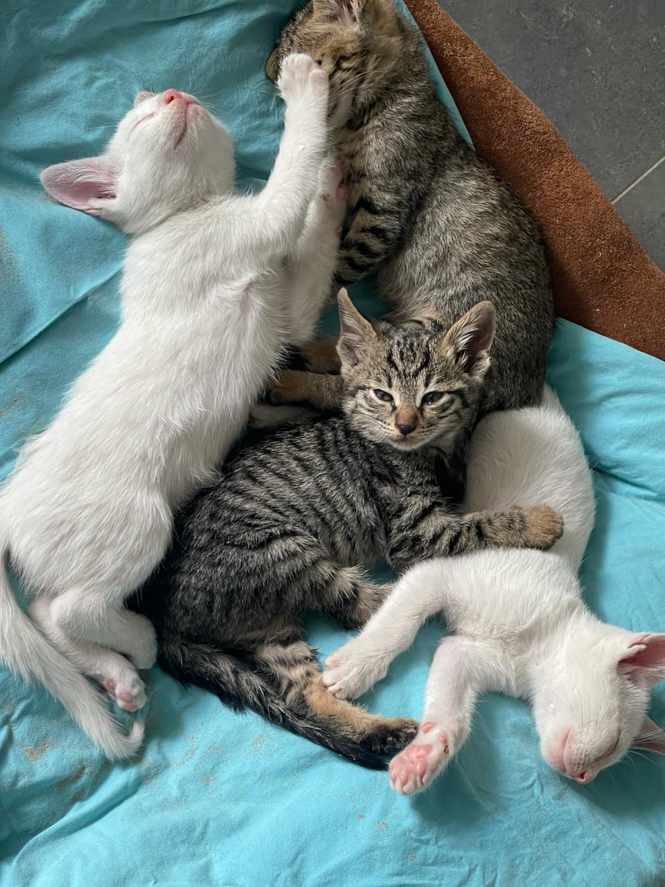 Read more about the article Fattoush with her babies Zoey, Sushi, Chloe and Raman